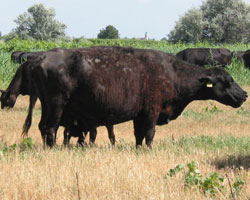 amberdeen angus