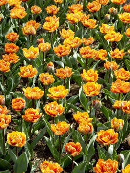 tulpen
